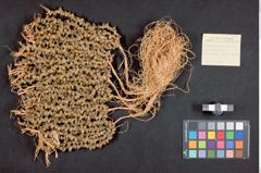 Foto (Übersicht mit Etikett) von Frauenhaarschmuck aus Süßwasserschnecken (NHMW-ZOO-MO-0081100-ETH-130)